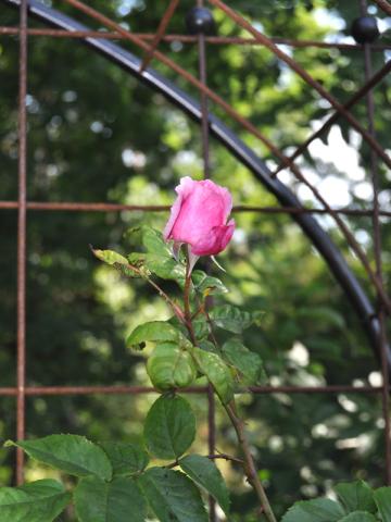 Rosa 'Kiss me Kate'