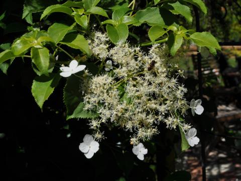Hydrangea anomala - klätterhortensia