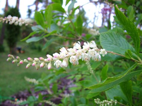 Clethra alnifolia - konvaljbuske