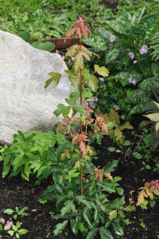 Acer griseum - kopparlönn
