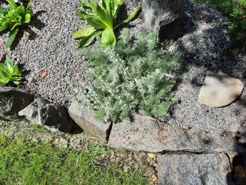 Artemisia schmidtiana 'Silver mound' - krypmalört