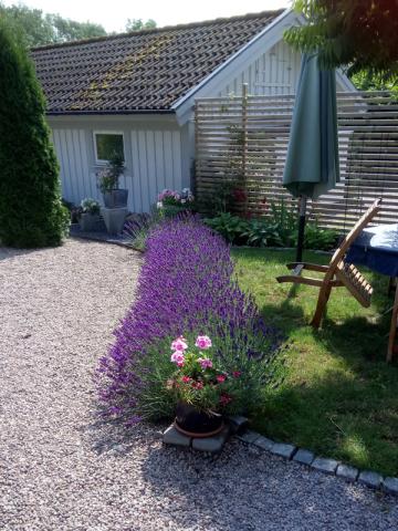 Lavandula angustifolia - lavendel