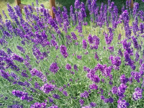Lavandula angustifolia - lavendel
