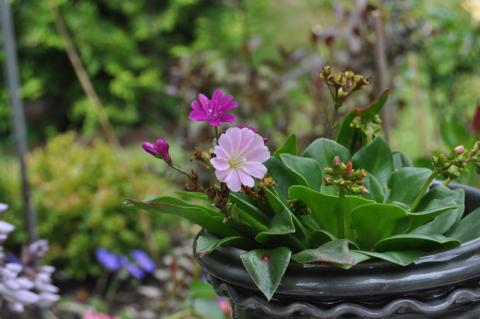 Lewisia