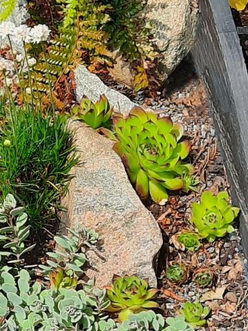 Sempervivum tectorum - taklök