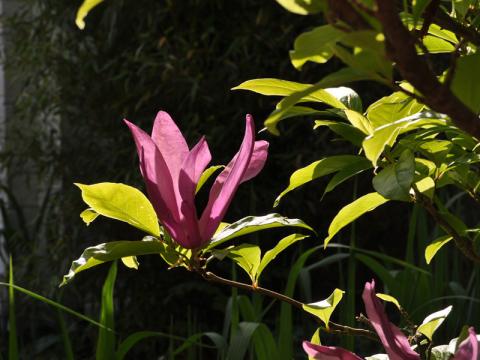 Magnolia lilliflora 'Susan'