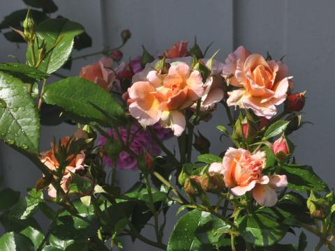 Rosa 'Marie Curie'