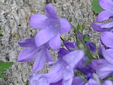 Campanula portenschlagiana - murklocka