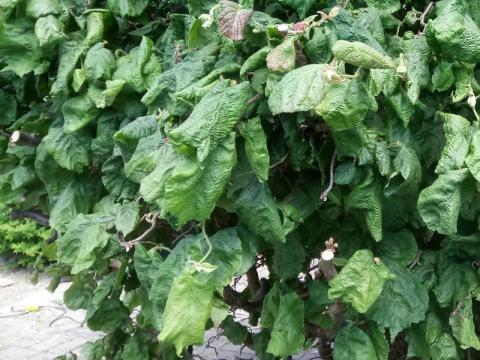 Corylus avellana 'Contorta' - ormhassel