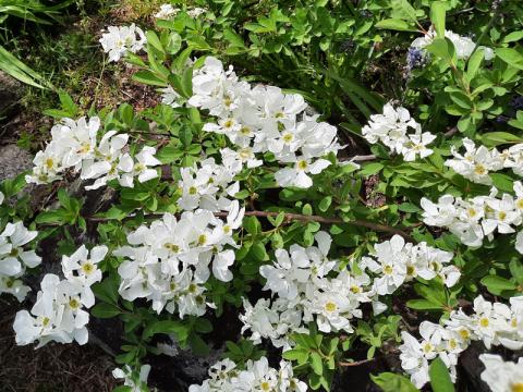 Exochorda racemosa - pärlbuske