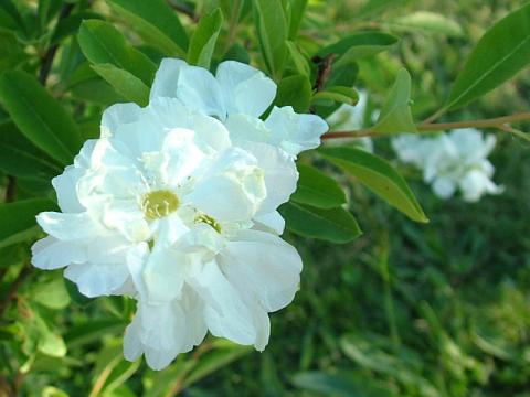 Exochorda racemosa - pärlbuske
