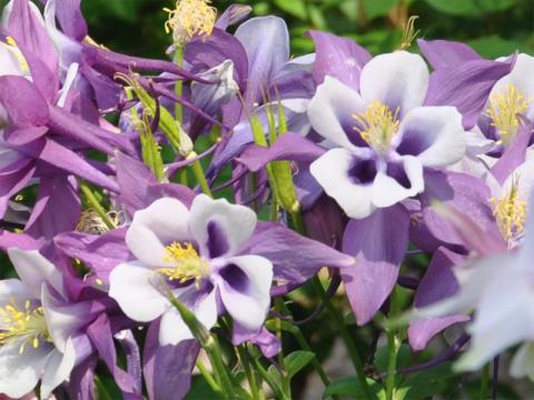Aquilegia x cultorum - pastellakleja 'Spring Magic Navy and White'