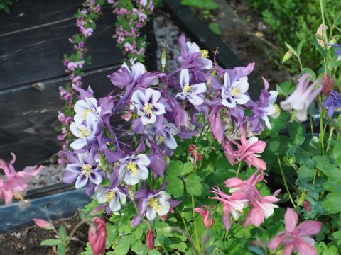 Aquilegia x cultorum - pastellakleja 'Spring Magic Navy and White'