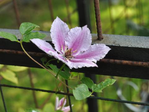 Clematis 'Piilu'