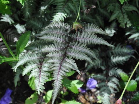 Athyrium niponicum 'Pewter Lace' - regnbågsbräken