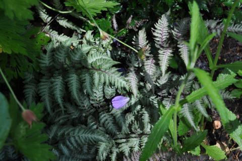 Athyrium niponicum 'Pewter Lace' - regnbågsbräken