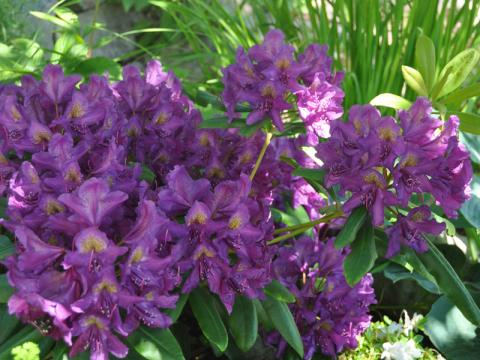 Rhododendron 'Marcel Menard'