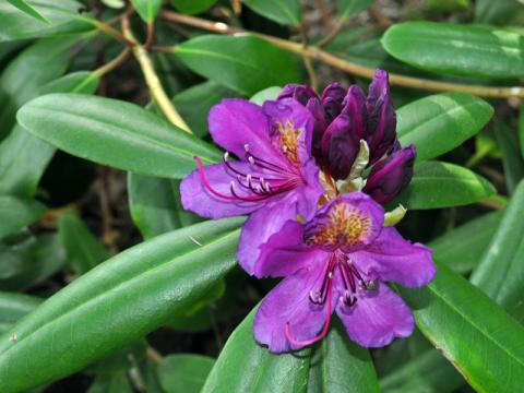 Rhododendron 'Marcel Menard'