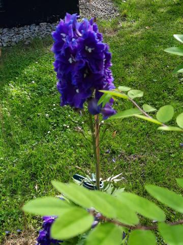 Delphinium elatum - praktriddarsporre 'Pacific Blue Bird'