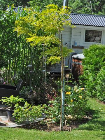 Robinia pseudoacacia 'Altdorf'