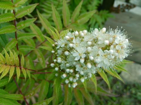 Sorbaria sorbifolia 'Sem' - rönnspirea