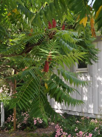 Rhus typhina - rönnsumak