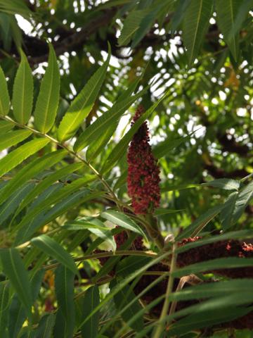 Rhus typhina - rönnsumak