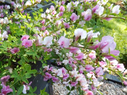 Cytisus purpureus - rosenginst