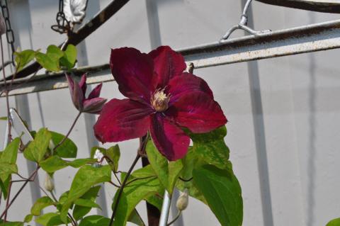Clematis 'Rouge Cardinal'