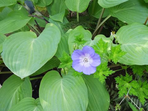 Geranium 'Rozanne' - trädgårdsnäva