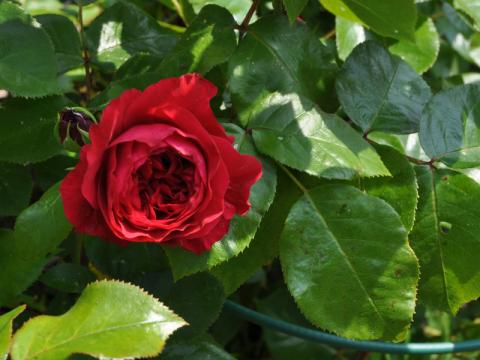 Rosa 'Santana'