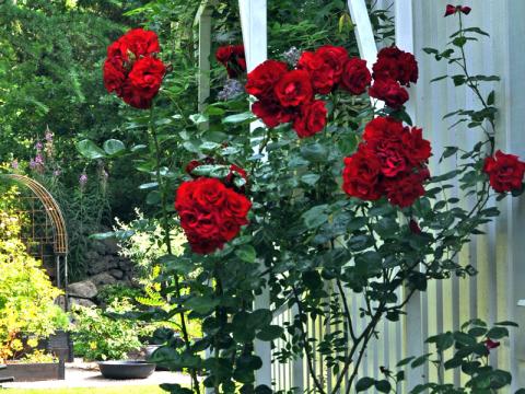 Rosa 'Santana'