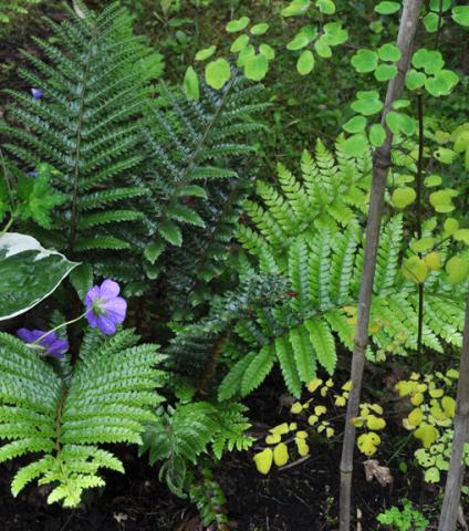 Polystichum polyblepharum - sköldbräken