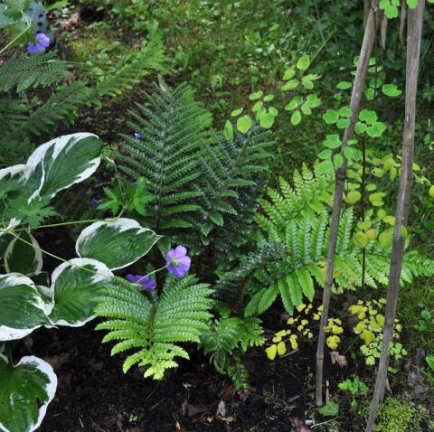Polystichum polyblepharum - sköldbräken