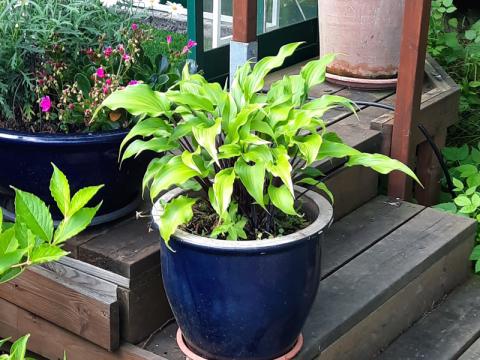 Hosta sieboldi - funkia 'Snow flakes'
