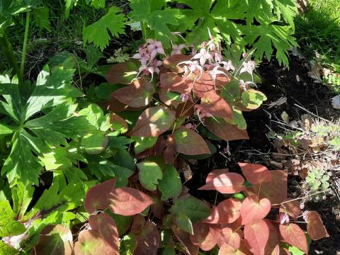 Epimedium - sockblomma 'Pretty in Pink'