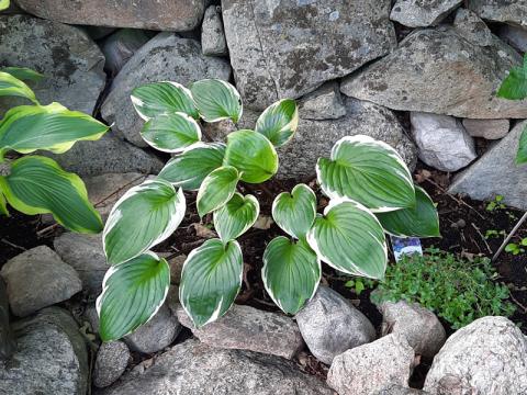 Hosta - funkia 'Sorbet'