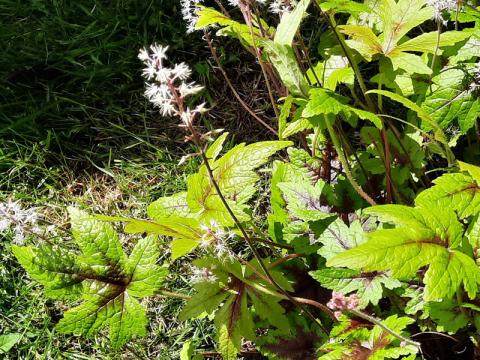 Tiarella - spetsmössa 'Sugar & Spice'