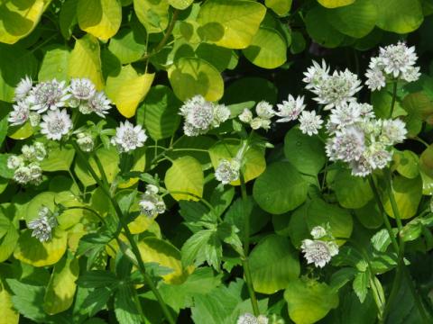 Astrantia major - stjärnflocka vit
