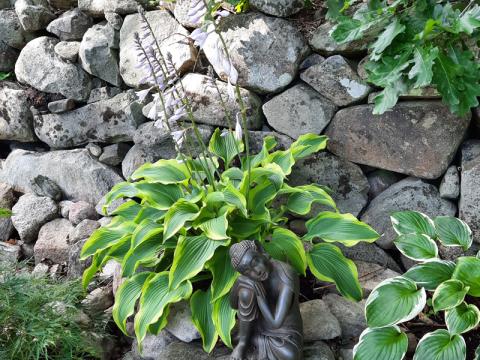 Hosta 'Ebb Tide'