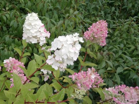Hydrangea paniculata 'Grandiflora' - syrenhortensia