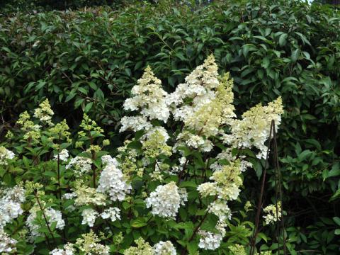 Hydrangea paniculata 'Grandiflora' - syrenhortensia