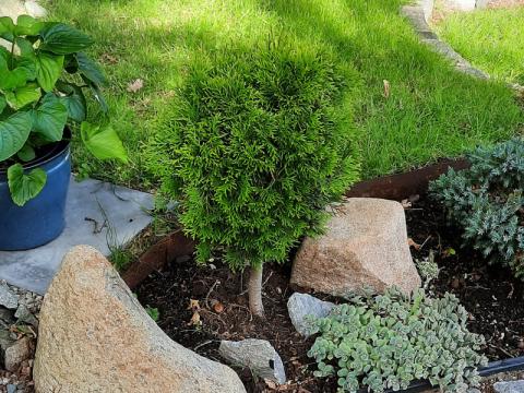 Thuja occidentalis Smaragd på stam