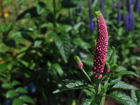 Veronica hybrid ’First Love’