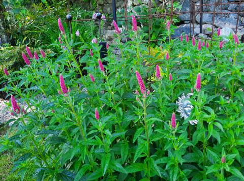 Veronica hybrid ’First Love’