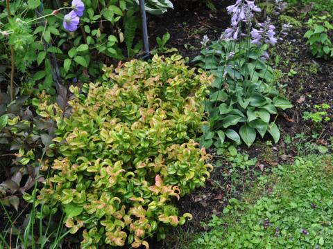 Leucothoe axillaris 'Curly red' - vinterrosling