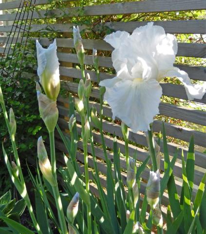 Iris 'White Knight'