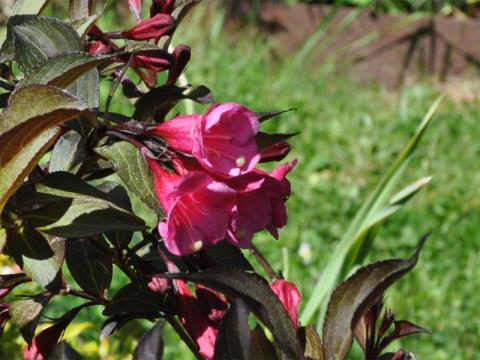Weigela florida 'Alexandra' - rosenprakttry