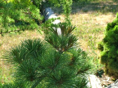 Pinus strobus - weymouthtall 'Blue Shag'