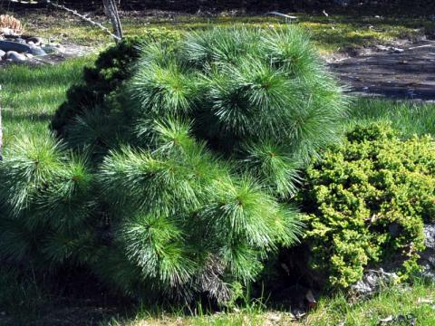 Pinus strobus - weymouthtall 'Blue Shag'